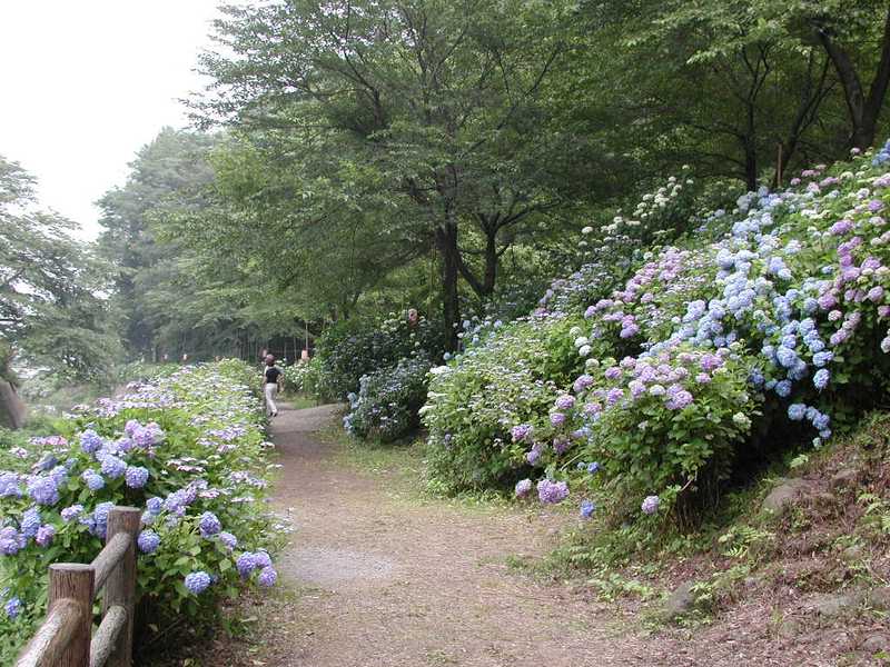 小野池あじさい公園の画像