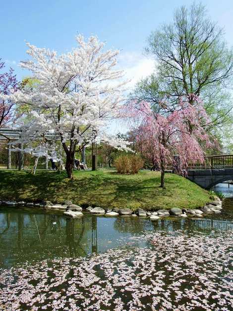 中島公園 中島公園の画像