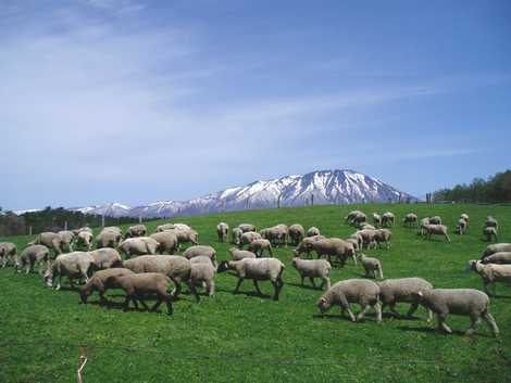 小岩井 農場 まき ば 園
