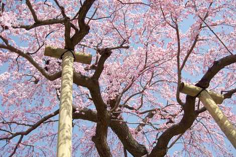 三春滝桜 三春滝桜の画像
