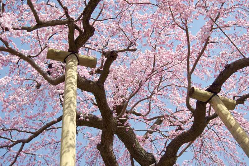 三春滝桜の画像