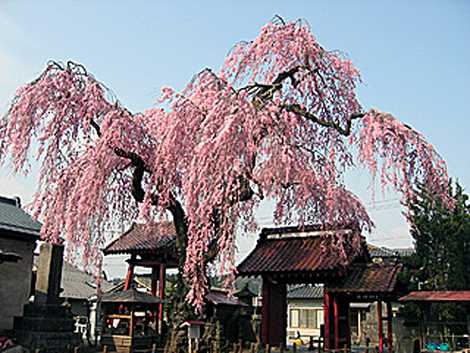 乙姫桜（妙関寺）の画像