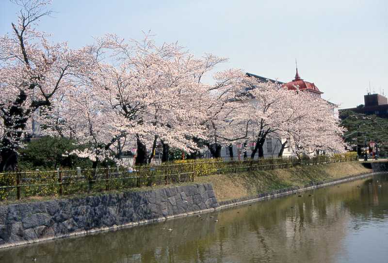 鶴岡公園の画像