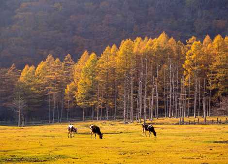 光徳牧場 中禅寺湖 日光周辺 牧場 農園 果樹園 の施設情報 いつもnavi