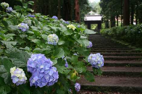 大中寺の画像