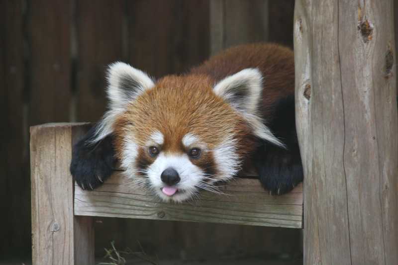 千葉市動物公園の画像