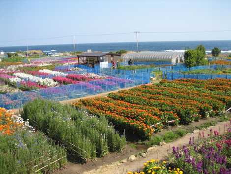 白間津の花畑の画像