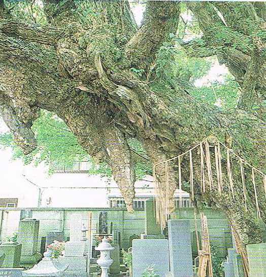 高照寺の画像