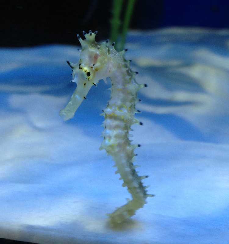 かすみがうら市水族館の画像