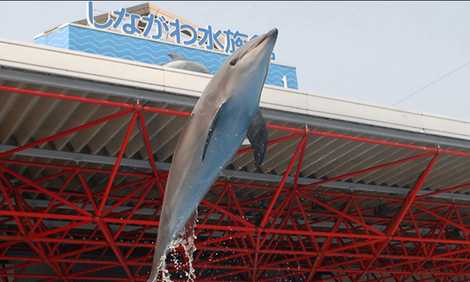 しながわ水族館の画像