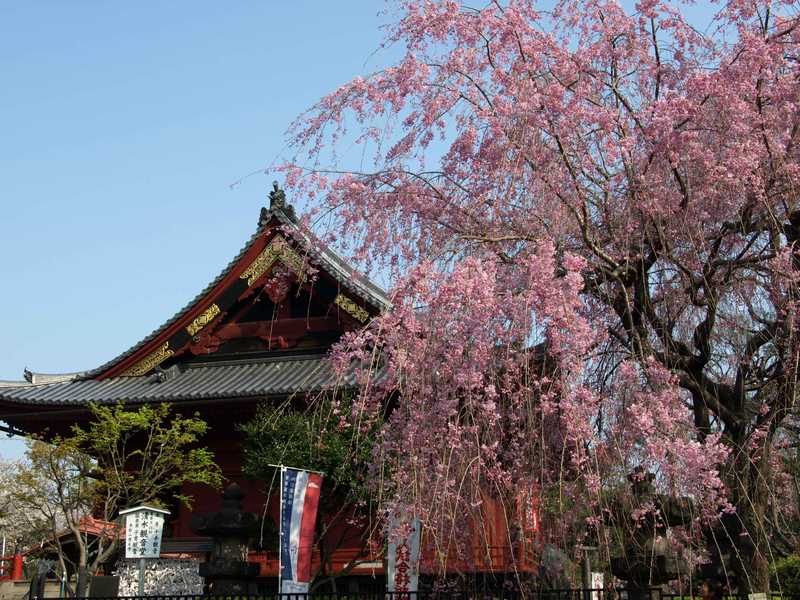 上野恩賜公園の画像