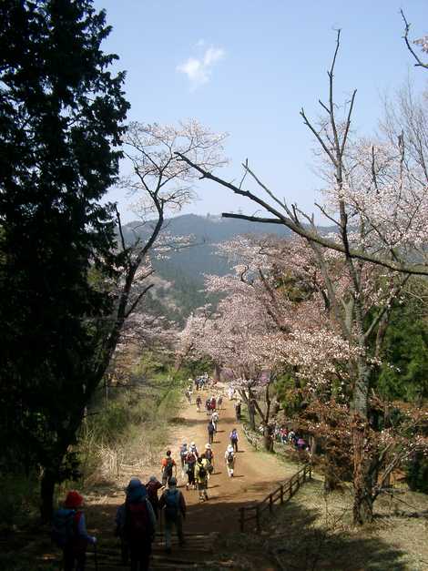 高尾山・景信山ハイキング の画像