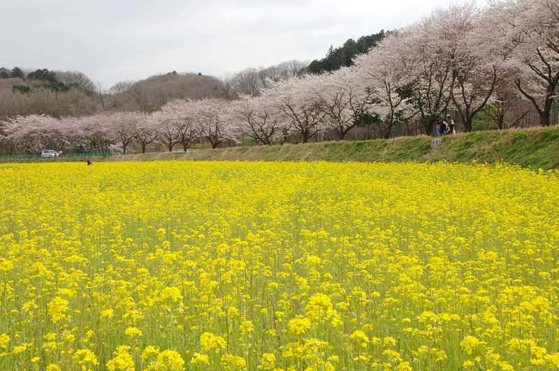 巾着田の画像