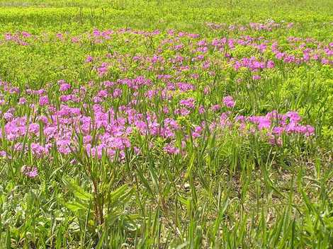 田島ケ原サクラソウ自生地の画像