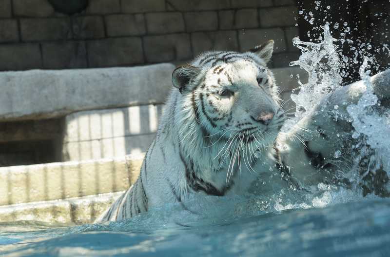 東武動物公園釣堀 久喜 羽生 の施設情報 ゼンリンいつもnavi