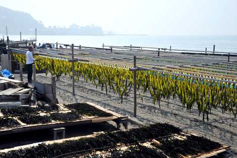 材木座海岸 材木座海岸の画像