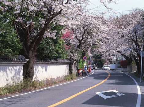 鎌倉山の桜並木 鎌倉 由比 大船 名所 観光地等 の施設情報 いつもnavi