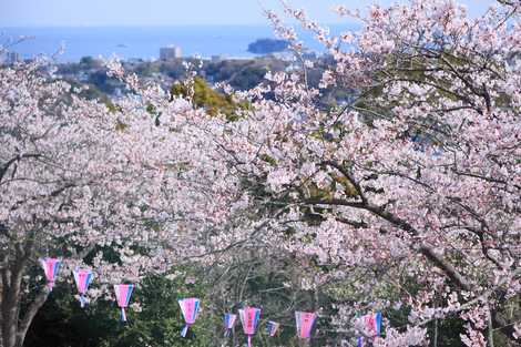 衣笠山公園 衣笠山公園の画像