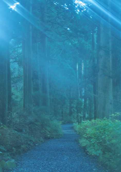 元箱根旧街道杉並木の画像