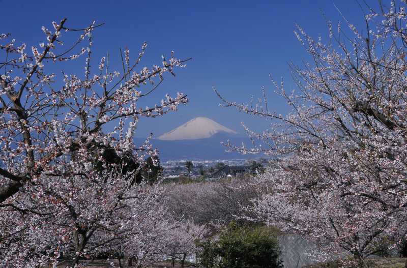 曽我梅林の画像