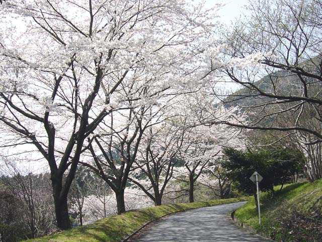 神奈川県立21世紀の森の画像