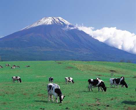 朝霧高原の画像