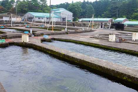 静岡県水産技術研究所富士養鱒場の画像