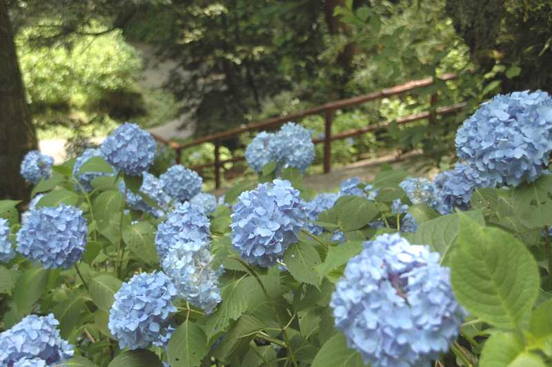 足羽山公園の画像