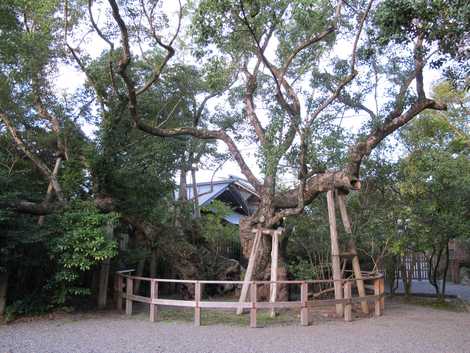 清盛楠（伊勢神宮外宮）の画像