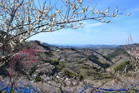 紀州田辺梅林の画像