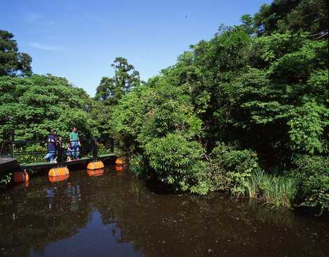 天然記念物新宮藺沢浮島植物群落 天然記念物新宮藺沢浮島植物群落の画像
