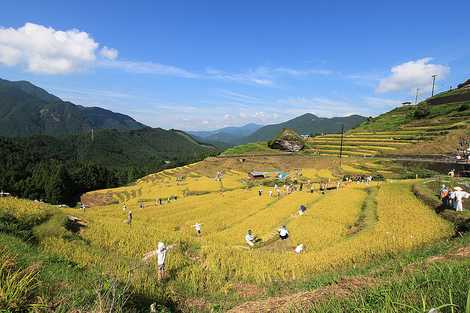 丸山千枚田の画像