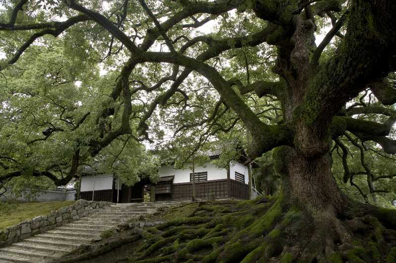 青蓮院門跡の画像