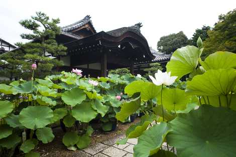 法金剛院 法金剛院の画像