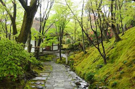 常寂光寺の画像