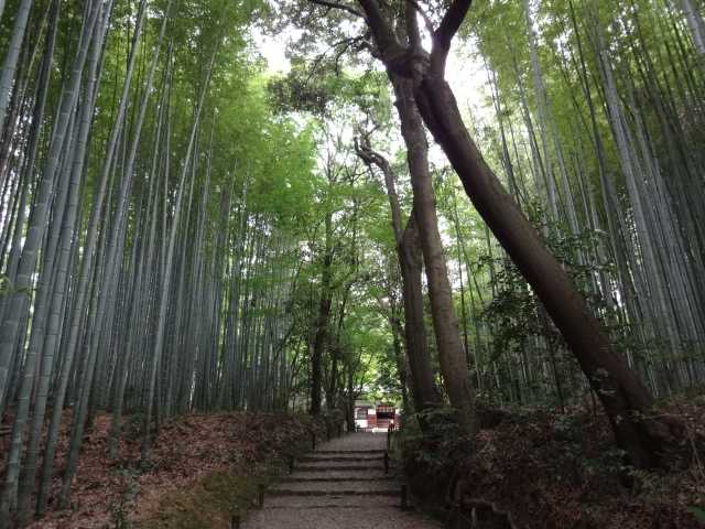 竹の寺地蔵院の画像