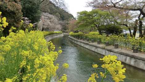 山科疏水の道の画像