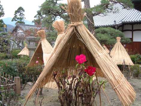 石光寺 奈良中部 寺院 神社 神宮 の施設情報 いつもnavi