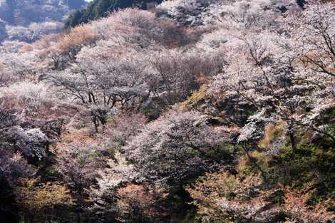 吉野山の桜の画像