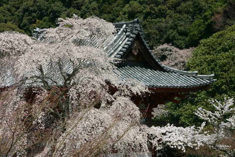 天野山金剛寺の画像