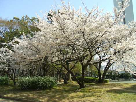 大仙公園の画像