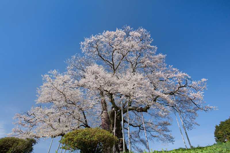 落合の醍醐桜の画像