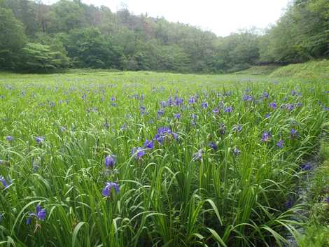 カキツバタ群落の画像