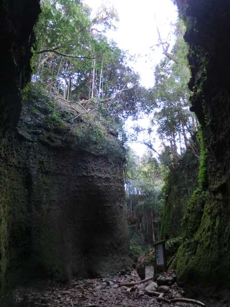 国指定天然記念物伊尾木洞シダ群落の画像