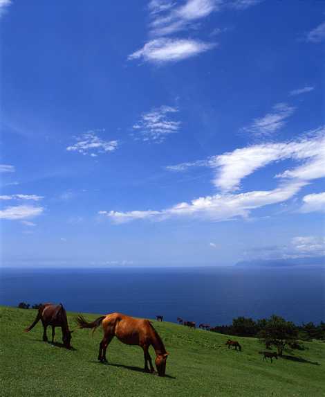都井岬 都井岬の画像