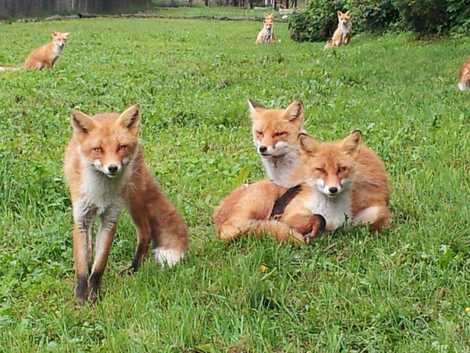 北きつね牧場 北きつね牧場の画像