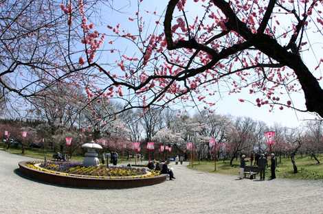 真室川公園 新庄 レジャー公園 自然公園 の施設情報 いつもnavi