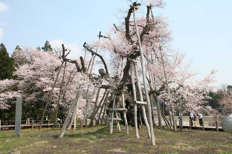 伊佐沢小学校の画像