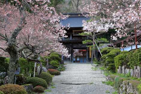 徳音寺山門の画像