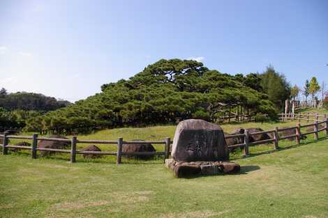 五枝の松の画像